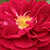 Rdeča - Vrtnice Floribunda - Bordeaux ®